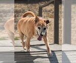 Small #2 German Pinscher-Thai Ridgeback Mix