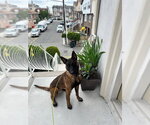 Small #5 Mutt