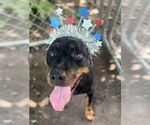Small Rottweiler