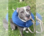 Small #1 American Pit Bull Terrier Mix
