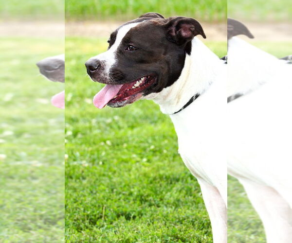 Medium Photo #3 Mutt Puppy For Sale in Evansville, IN, USA