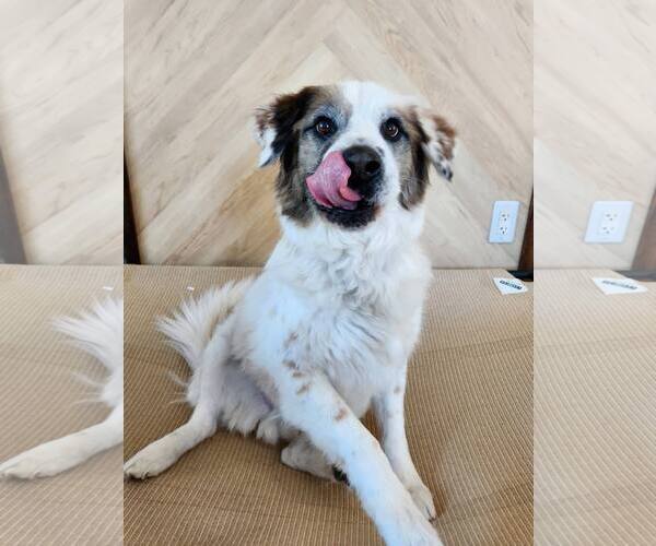 Medium Photo #1 Australian Shepherd-Unknown Mix Puppy For Sale in New London, WI, USA