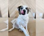 Small Australian Shepherd Mix