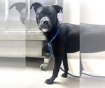 Small Photo #3 Chihuahua-Labrador Retriever Mix Puppy For Sale in McDonough, GA, USA
