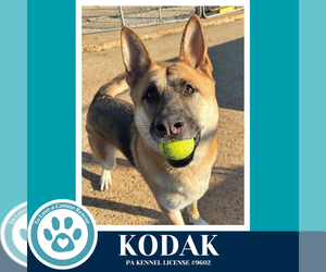 German Shepherd Dog Dogs for adoption in Kimberton, PA, USA