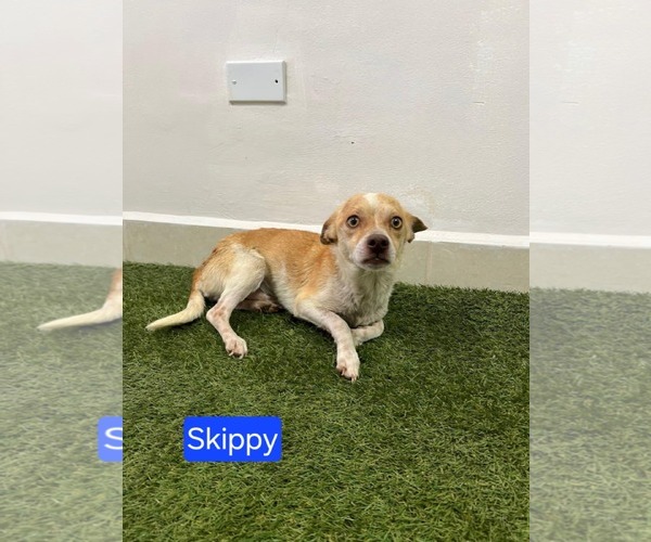 Medium Photo #2 Chihuahua-Unknown Mix Puppy For Sale in Minneapolis, MN, USA