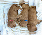 Small Photo #12 Goldendoodle (Miniature) Puppy For Sale in FARR WEST, UT, USA