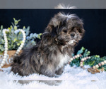 Small #4 Shih Tzu