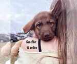 Small #2 German Shepherd Dog-Siberian Husky Mix