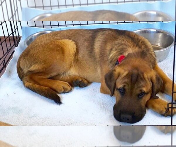 Medium Photo #8 Mastiff Puppy For Sale in Chester, NJ, USA