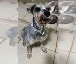 Small #1 Mutt