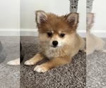 Small Photo #1 Pomeranian Puppy For Sale in MARTINSVILLE, IN, USA