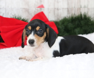 Dachshund Puppy for sale in SHILOH, OH, USA