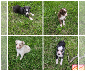 Miniature Australian Shepherd Puppy for sale in SIDNEY, OH, USA