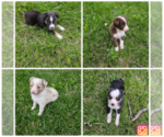 Small Miniature Australian Shepherd