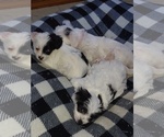 Small Photo #3 YorkiePoo Puppy For Sale in IRON RIDGE, WI, USA