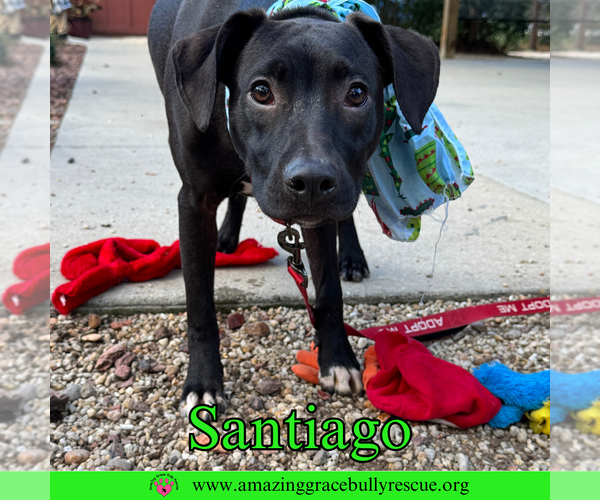 Medium Photo #5 Labrador Retriever-Unknown Mix Puppy For Sale in Milton, FL, USA
