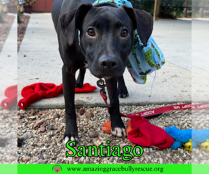 Santiago - Male Labrador Retriever-Unknown Mix Dog for Adoption - Photo #5
