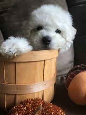 Maltipoo Puppy for sale in PAULINE, SC, USA