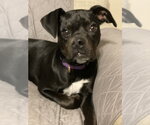 Small #1 Dalmatian Mix