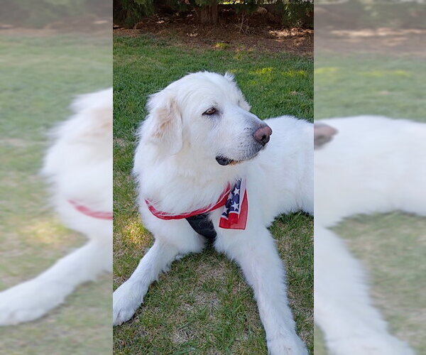 Medium Photo #3 Great Pyrenees Puppy For Sale in MIDWAY, UT, USA
