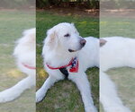 Small #2 Great Pyrenees