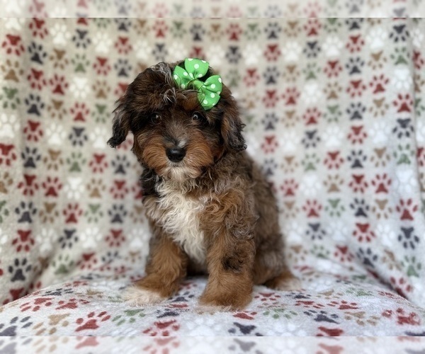 Medium Photo #5 Aussiedoodle Miniature  Puppy For Sale in LAKELAND, FL, USA