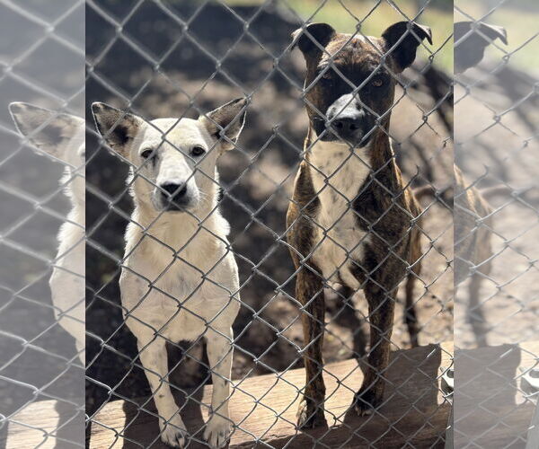 Medium Photo #3 Mutt Puppy For Sale in Las Vegas, NM, USA