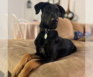 Doberman Pinscher-Unknown Mix Dogs for adoption in miami, FL, USA