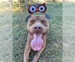 Small #2 American Pit Bull Terrier Mix
