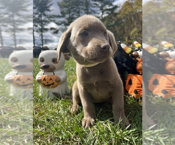 Medium Photo #2 Labrador Retriever Puppy For Sale in NEOLA, WV, USA