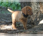 Small #1 Vizsla