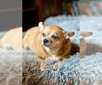 Small Photo #1 Chihuahua-Unknown Mix Puppy For Sale in Wheaton, IL, USA