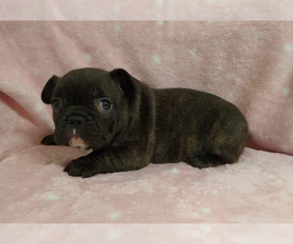 Medium Photo #2 French Bulldog Puppy For Sale in JOHNS ISLAND, SC, USA
