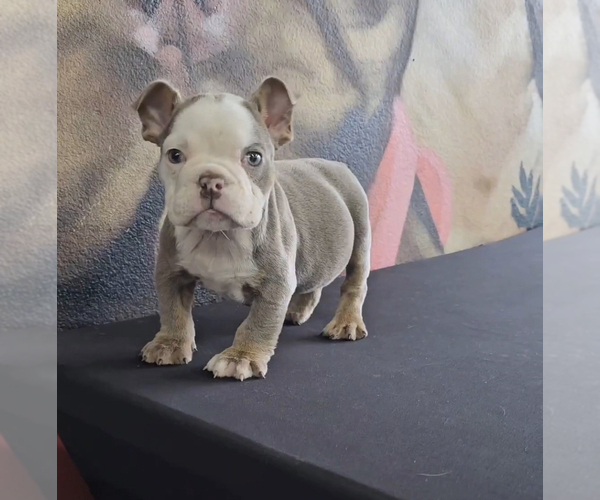 Medium Photo #12 English Bulldog Puppy For Sale in BAKERSFIELD, CA, USA