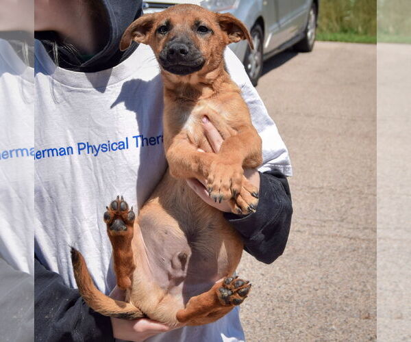 Medium Photo #4 German Shepherd Dog-Unknown Mix Puppy For Sale in Huntley, IL, USA