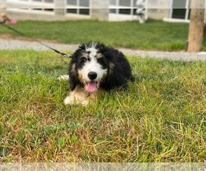 Bernedoodle Puppy for sale in LANCASTER, PA, USA