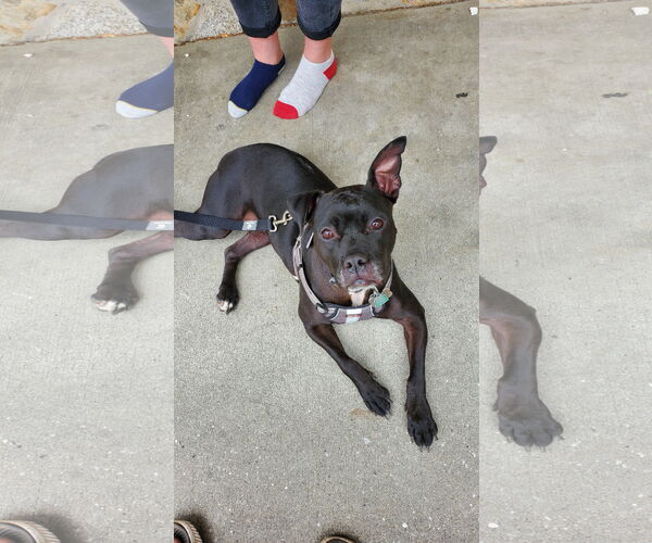 Medium Photo #1 Labrador Retriever-Unknown Mix Puppy For Sale in COLUMBIA, MD, USA