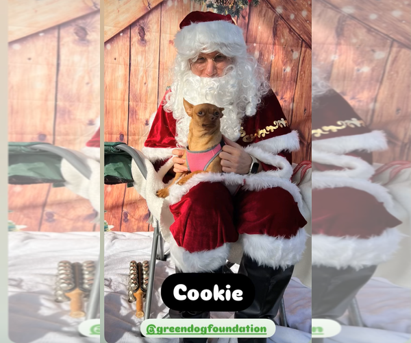 Medium Photo #5 Chihuahua Puppy For Sale in Lake Elsinore, CA, USA