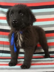 Newfoundland Puppy for sale in RIVERSIDE, IA, USA