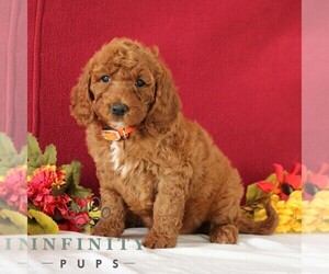 Goldendoodle Puppy for sale in GORDONVILLE, PA, USA