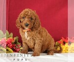 Small Goldendoodle