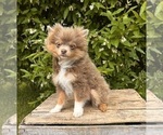 Small #1 Pomeranian