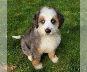 Bernedoodle Puppy for sale in DALTON, OH, USA