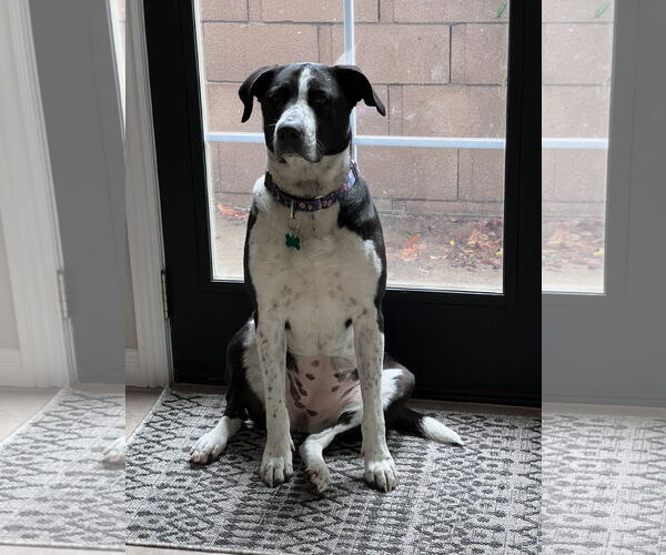 Medium Photo #3 Australian Shepherd-Maremma Sheepdog Mix Puppy For Sale in Dana Point, CA, USA