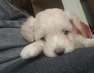 Maltese-Poodle (Toy) Mix Puppy for sale in NEW HAVEN, CT, USA