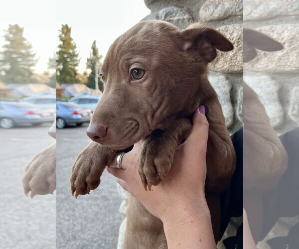 Medium Photo #21 Labrador Retriever-Unknown Mix Puppy For Sale in Dana Point, CA, USA