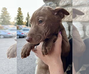 Archie - Male Labrador Retriever-Unknown Mix Dog for Adoption - Photo #21