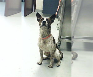 Mutt Dogs for adoption in Fayetteville, NC, USA