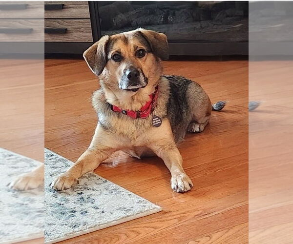 Medium Photo #5 Beagle-Unknown Mix Puppy For Sale in Arlington, VA, USA